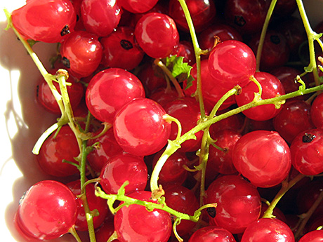 close up of red currants