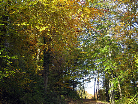 fall colors walking on the uetliberg